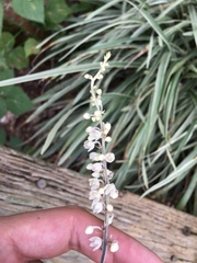 Ophiopogon jaburan