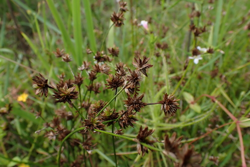 Wallich’s rush (Juncus wallichianus)