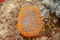 Polycitor giganteus