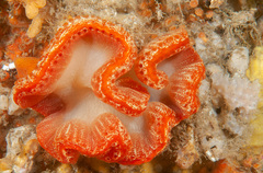 Sycozoa cerebriformis