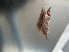 Clostera anastomosis