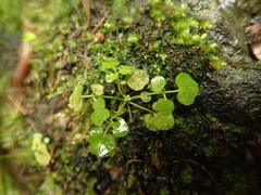 Cardamine forsteri
