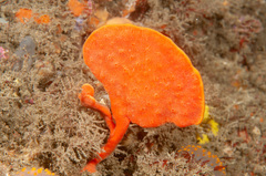 Echinoclathria leporina