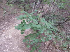 Cercis canadensis texensis