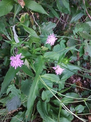 Knautia dipsacifolia