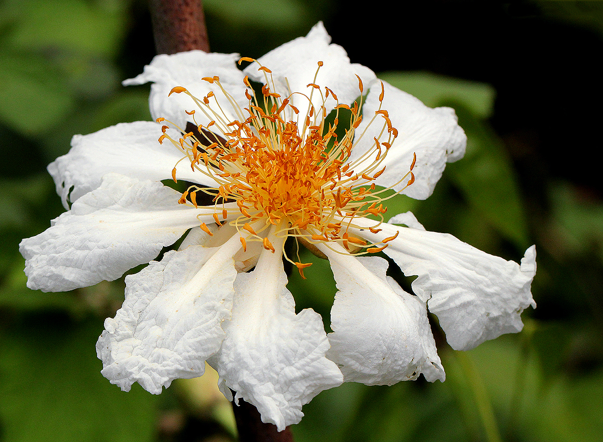 Achariaceae