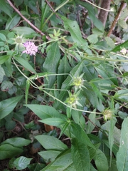 Knautia dipsacifolia