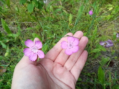 Dianthus chinensis