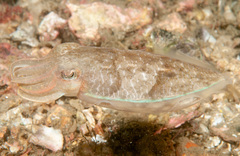 Sepia plangon