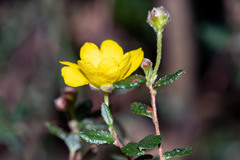 Hibbertia appressa