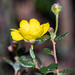 Hibbertia appressa - Photo (c) Alan Melville, some rights reserved (CC BY-NC-ND), uploaded by Alan Melville