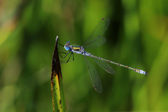 Lestes sponsa