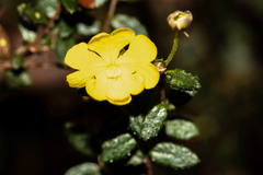 Hibbertia appressa