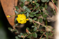 Hibbertia appressa