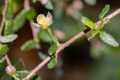 Hibbertia appressa