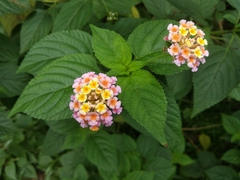 Lantana