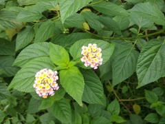 Lantana