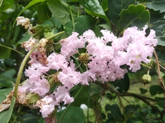 Lagerstroemia speciosa