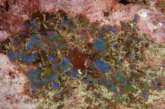 Distromium flabellatum