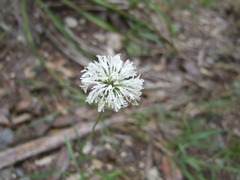 Marshallia caespitosa
