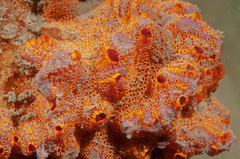 Botrylloides leachii