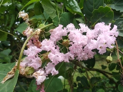 Lagerstroemia speciosa