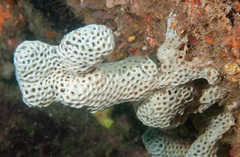 Holopsamma laminaefavosa