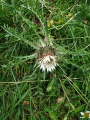 Carlina acaulis