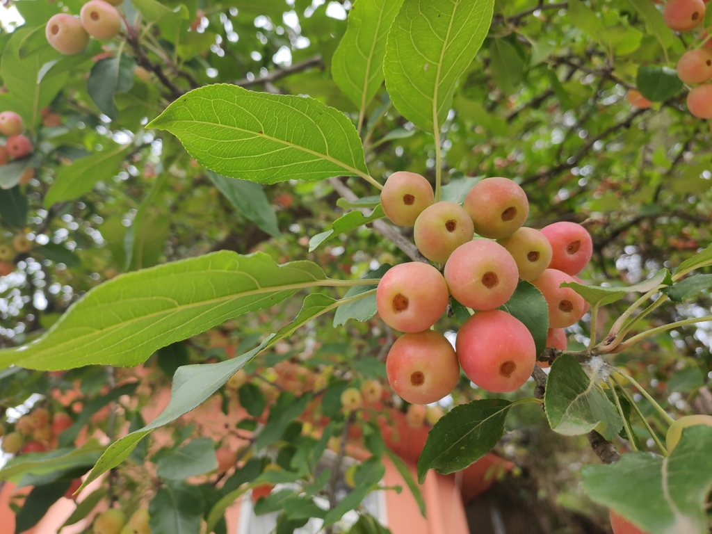 Malus rockii