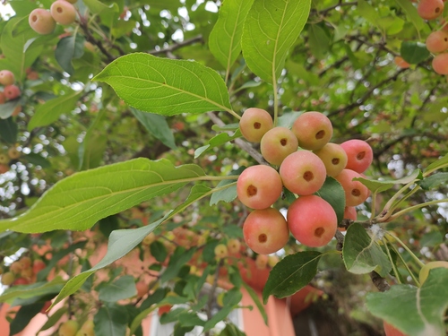 Siberian crab apple (Malus rockii)