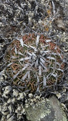 Echinofossulocactus phyllacanthus