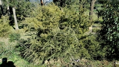 Acacia riceana
