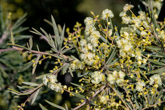 Acacia riceana
