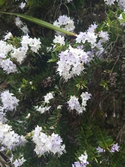 Veronica diosmifolia
