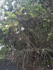 Veronica diosmifolia