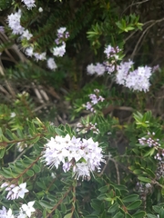 Veronica diosmifolia