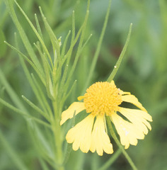 Helenium amarum amarum