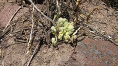 Sedum glabrum