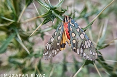 Callindra principalis