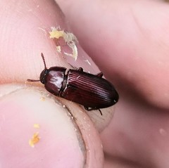 Uloma culinaris