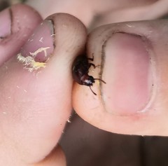 Uloma culinaris