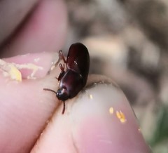 Uloma culinaris