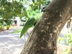 Microcentrum incarnatum