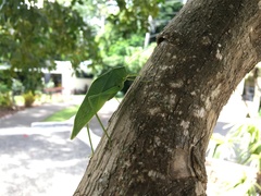 Microcentrum incarnatum