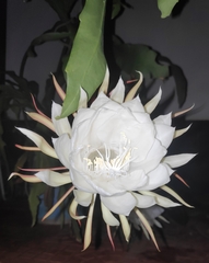 Epiphyllum oxypetalum