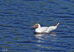 Chroicocephalus ridibundus