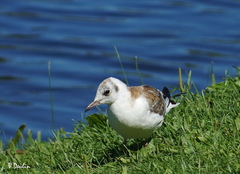 Chroicocephalus ridibundus