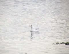 Chroicocephalus ridibundus