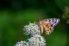 Arichanna melanaria