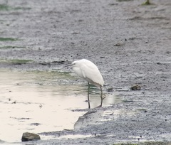 Egretta garzetta